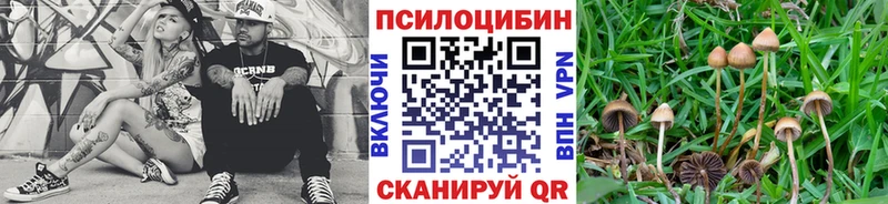 Купить закладки  Избербаш  Псилоцибиновые грибы GOLDEN TEACHER 